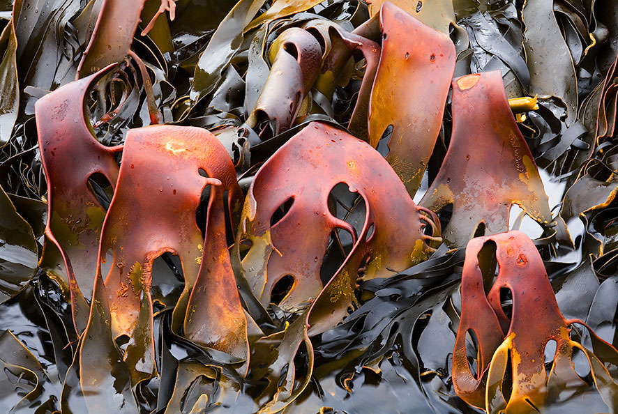 image of Kelp, Tarkine Coast, Tasmania