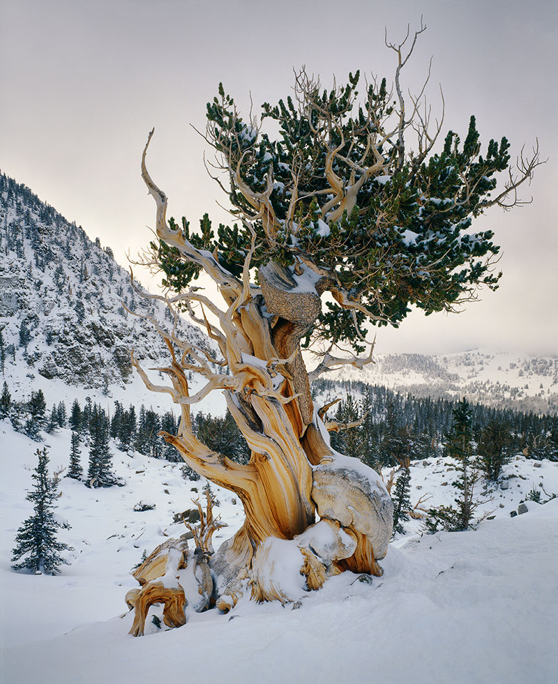 image of Bristlecone Pine, Nevada