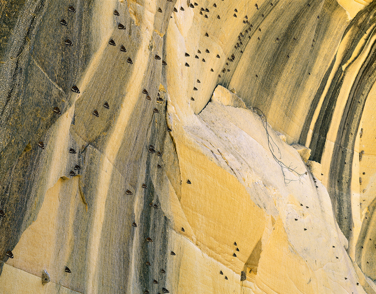 image of Butterflies on sandstone wall, Qld 