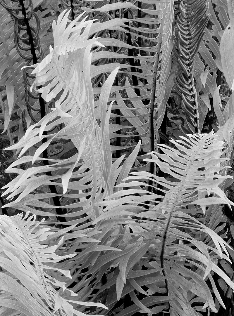 image of Fishbone Ferns, Tasmania