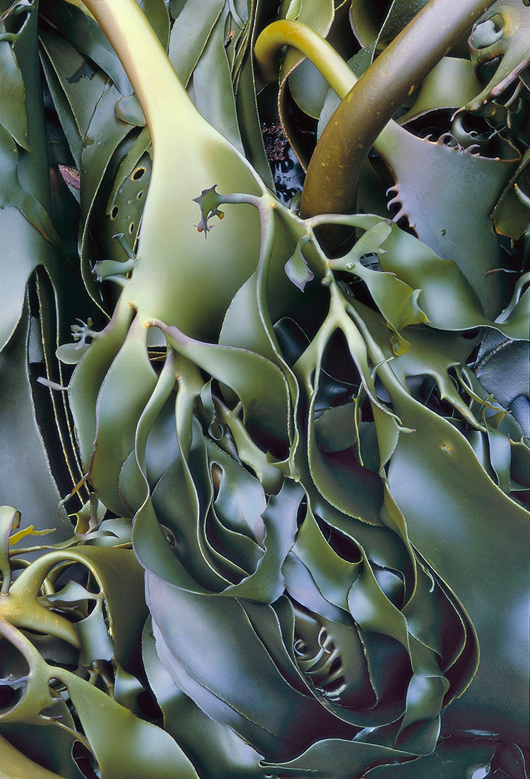 image of Kelp