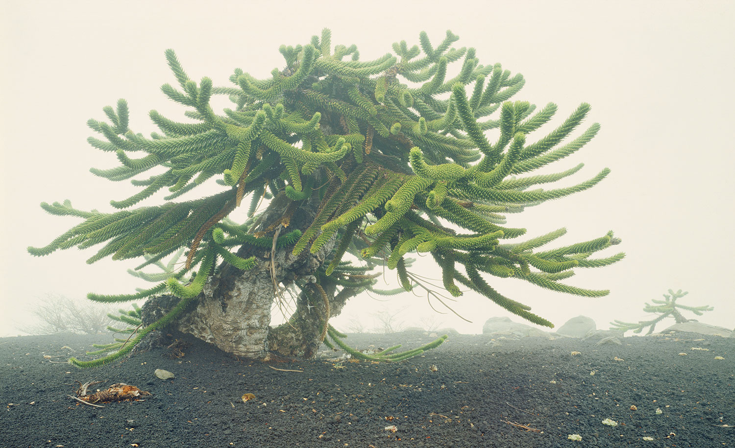 image of Monkey Puzzle, Chilean Andes