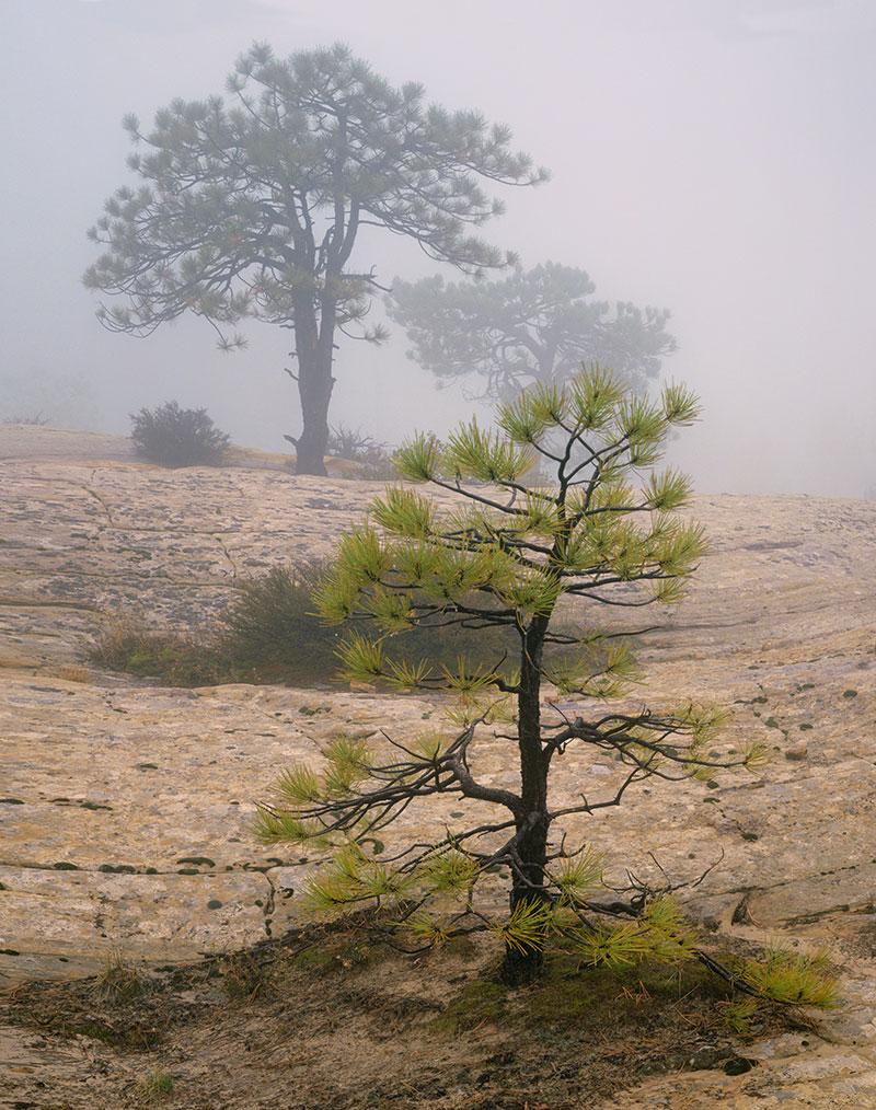 image of Ponderosa Pines, Zion NP, Utah
